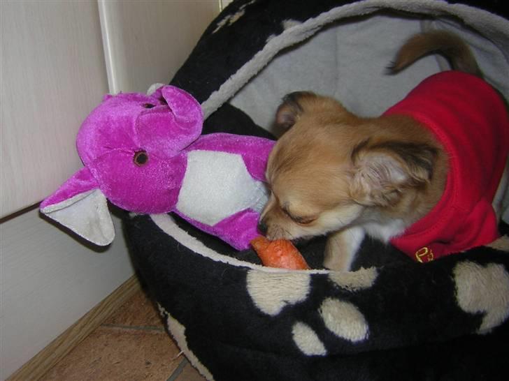 Chihuahua Miss Coco - en dejlig gulerod er altid godt ;-) billede 12