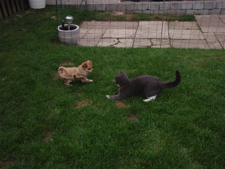 Chihuahua Miss Coco - Jeg kan godt lide at lege med kattene, selvom de er større end mig selv :-) billede 13