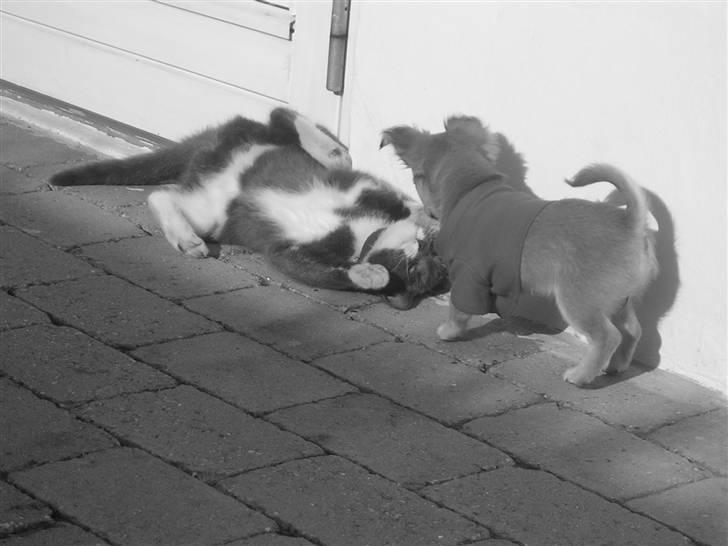 Chihuahua Miss Coco - Jeg og gråmis i leg ude på terrassen :-) billede 14