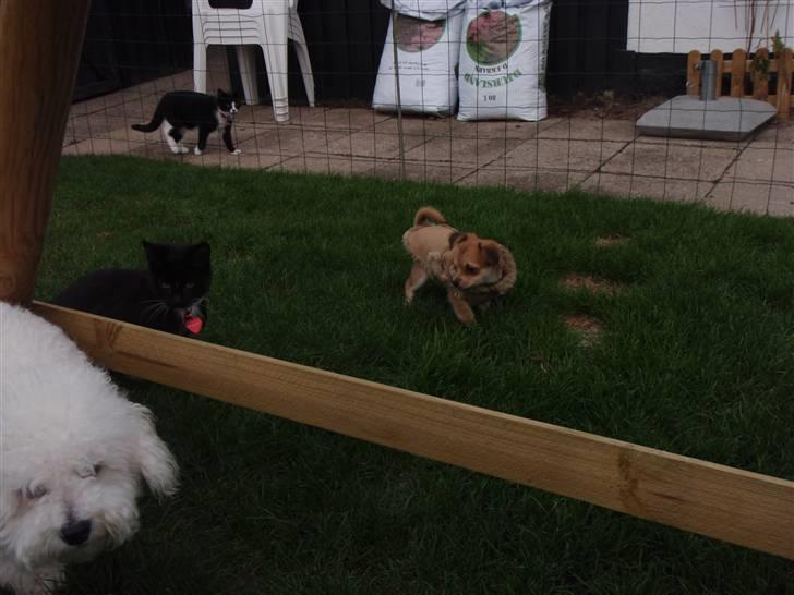 Chihuahua Miss Coco billede 15