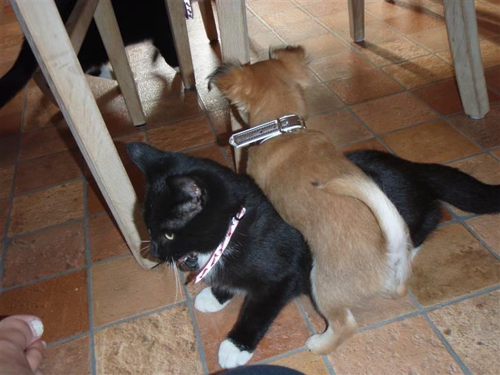 Chihuahua Miss Coco - Jeg kan nedlægge selv den største missekat :-) billede 16