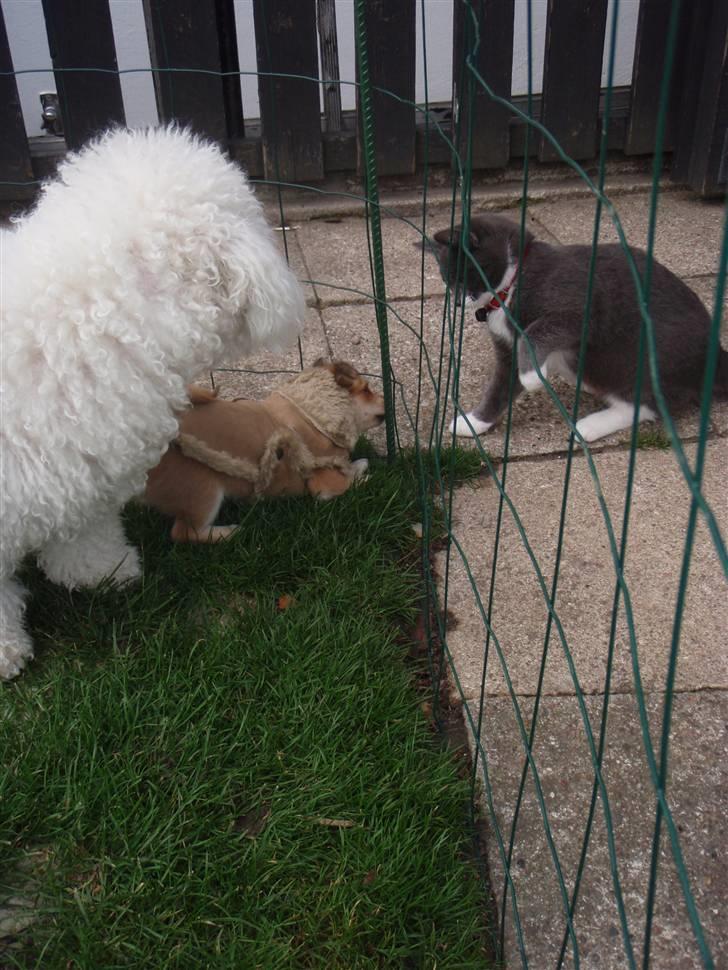 Chihuahua Miss Coco - 2 mod én? :-)  billede 17