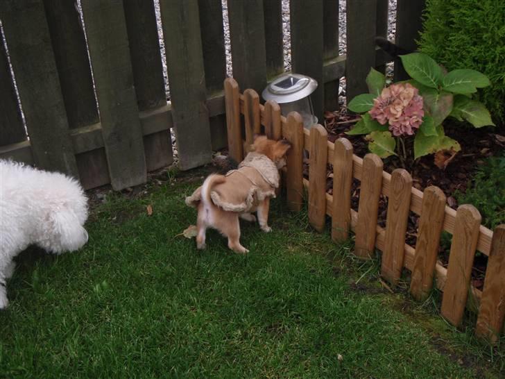 Chihuahua Miss Coco - Mon der gemmer sig en kat derinde?? :-) billede 18