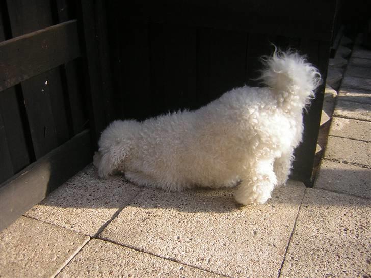 Bichon à poil frisé Snow All You Need (Nanok) - Nanok venter på at "mad-mor" kommer hjem :-) billede 10