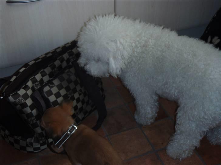 Bichon à poil frisé Snow All You Need (Nanok) - Skal vi lege?? :-) billede 11