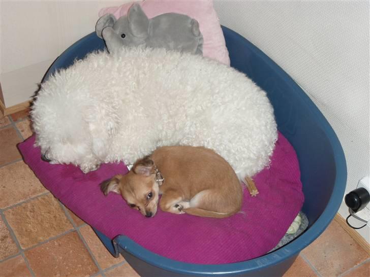 Bichon à poil frisé Snow All You Need (Nanok) - en lille lur sammen med coco :-) billede 13