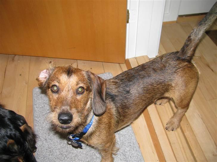 Gravhund Blackie billede 1