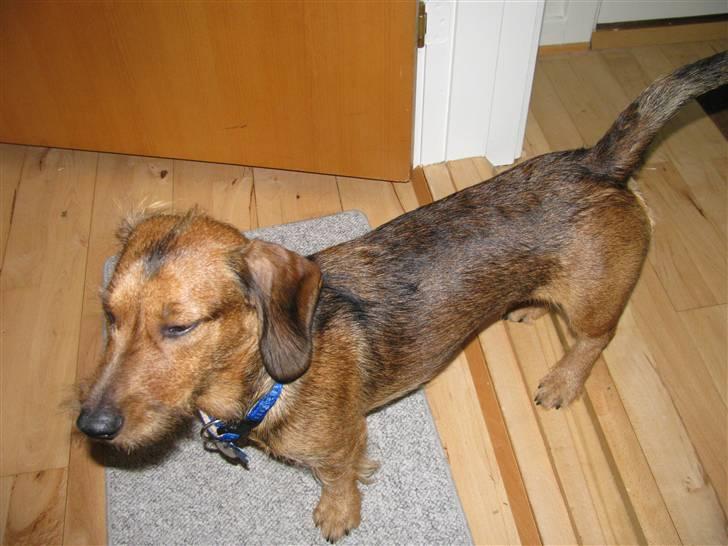 Gravhund Blackie billede 2