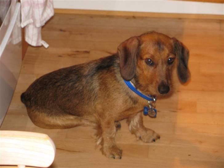 Gravhund Blackie billede 3