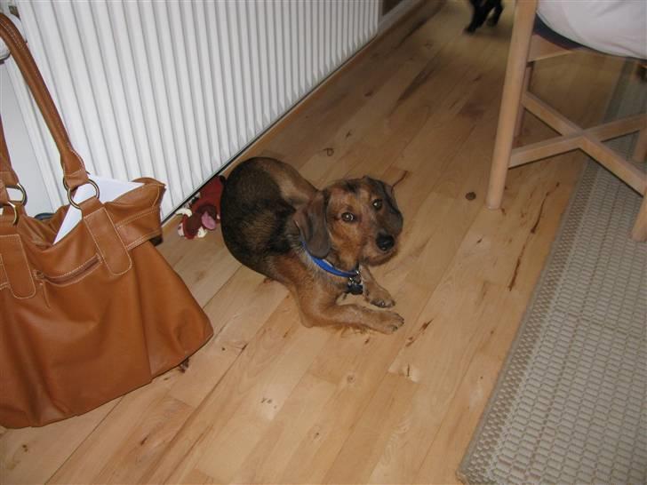 Gravhund Blackie billede 4