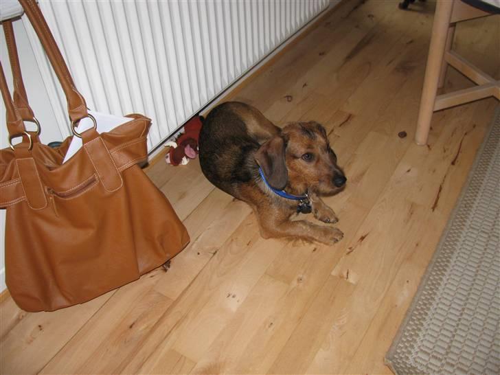 Gravhund Blackie billede 5