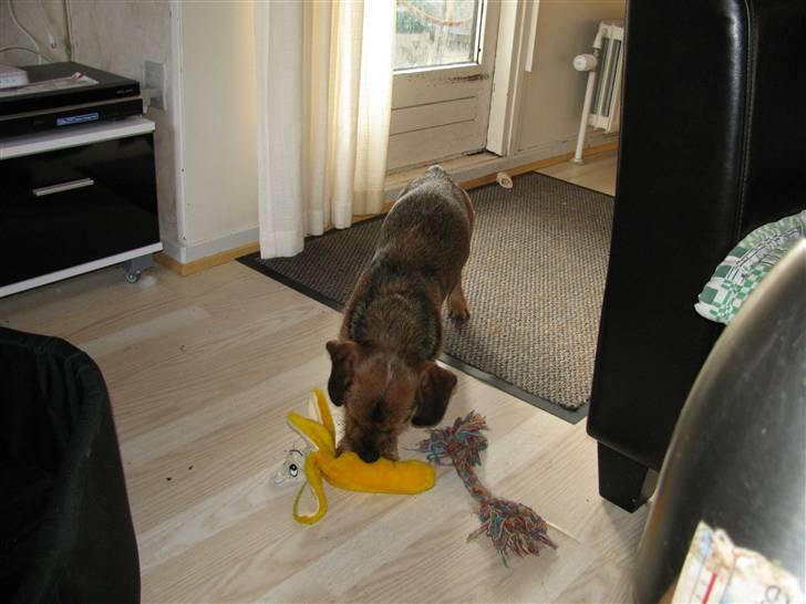 Gravhund Blackie billede 8