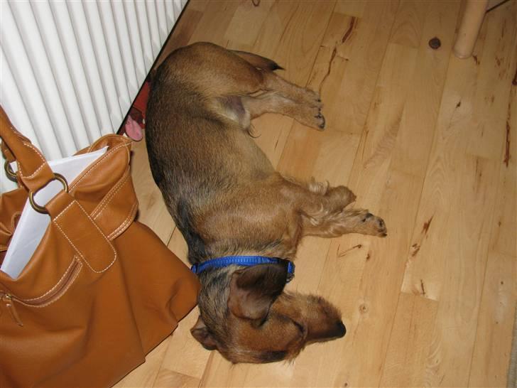 Gravhund Blackie billede 9