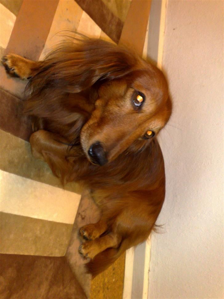 Dværggravhund Gustav billede 2