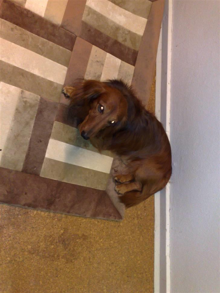 Dværggravhund Gustav billede 3