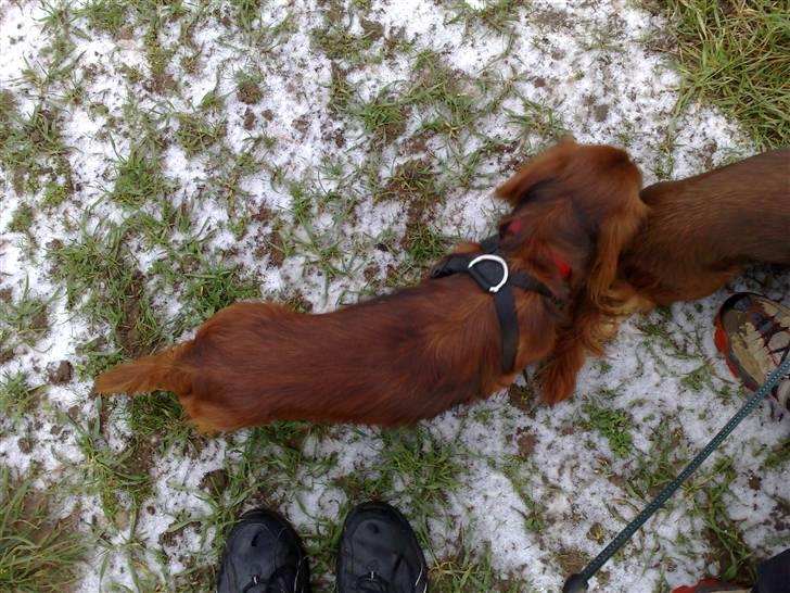 Dværggravhund Gustav billede 4