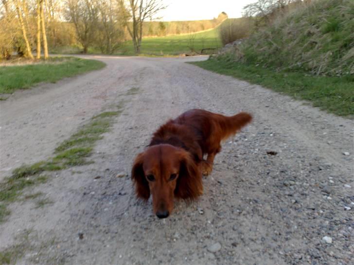 Dværggravhund Gustav billede 5