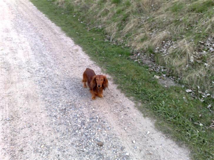 Dværggravhund Gustav billede 6