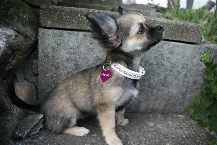 Chihuahua Chiva (Udstationeret) - Min smukke lille Chiva <3 billede 18