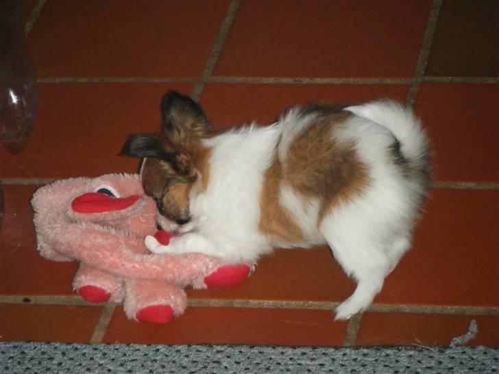 Papillon Swettie - 6 uger billede 15