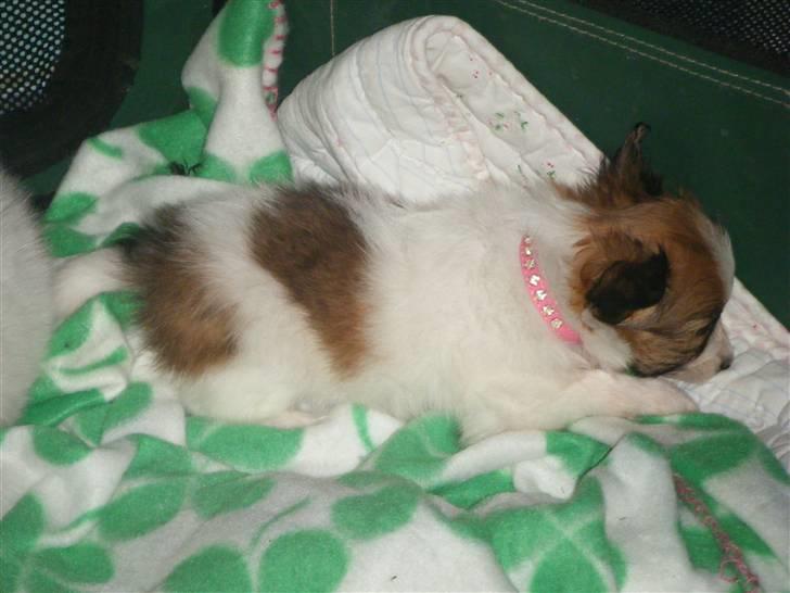 Papillon Swettie - 6 enhalv uge billede 16