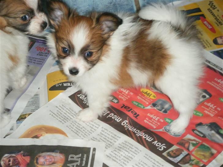 Papillon Swettie - 6 enhalv uge billede 17