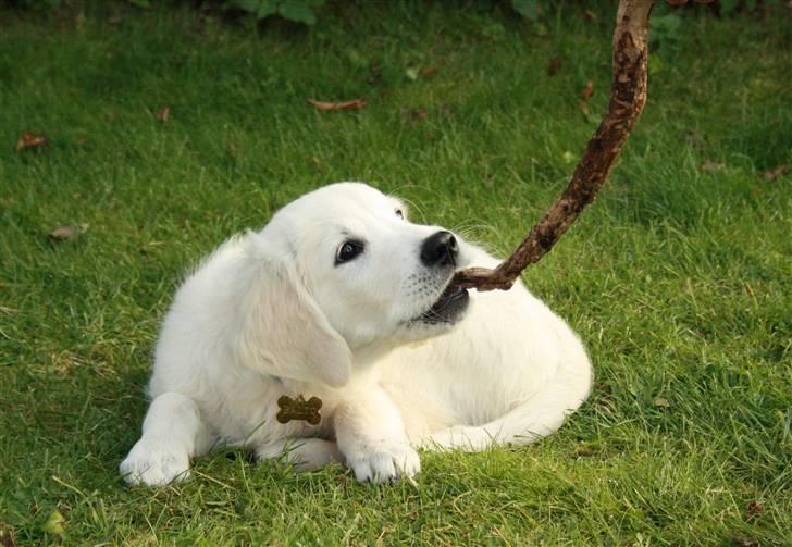 Golden retriever Balto billede 13