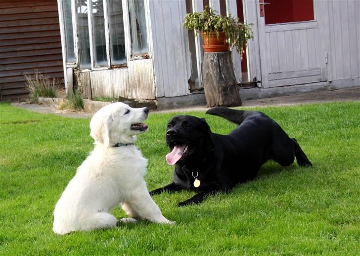 Golden retriever Balto billede 14