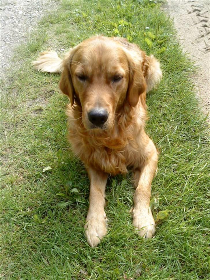 Golden retriever Luca - sommer 2009 billede 1