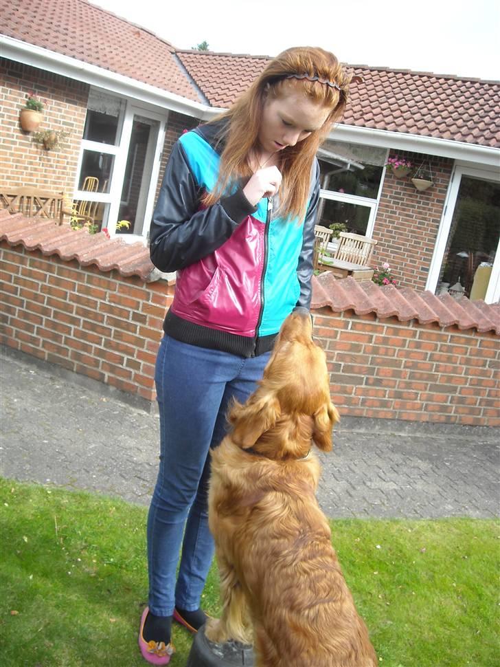 Golden retriever Luca - Elefant (stå på spand) billede 2