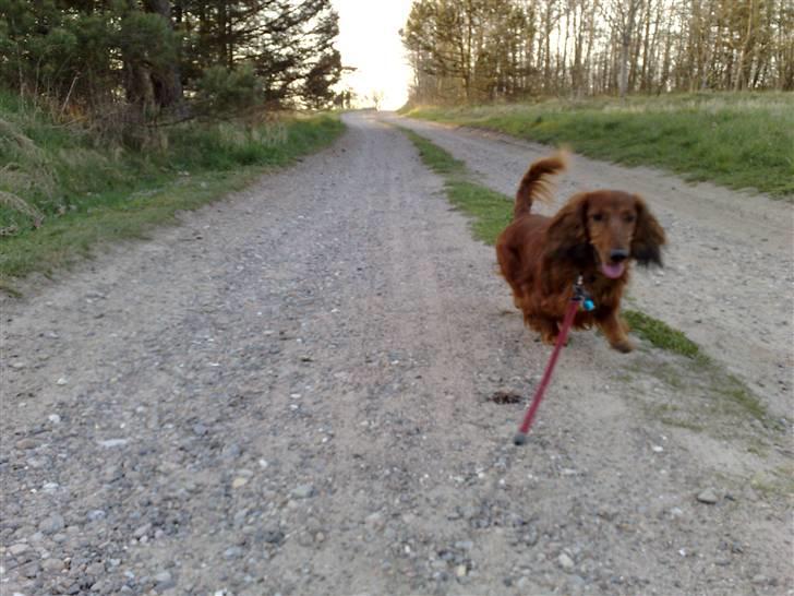 Dværggravhund Georg billede 2