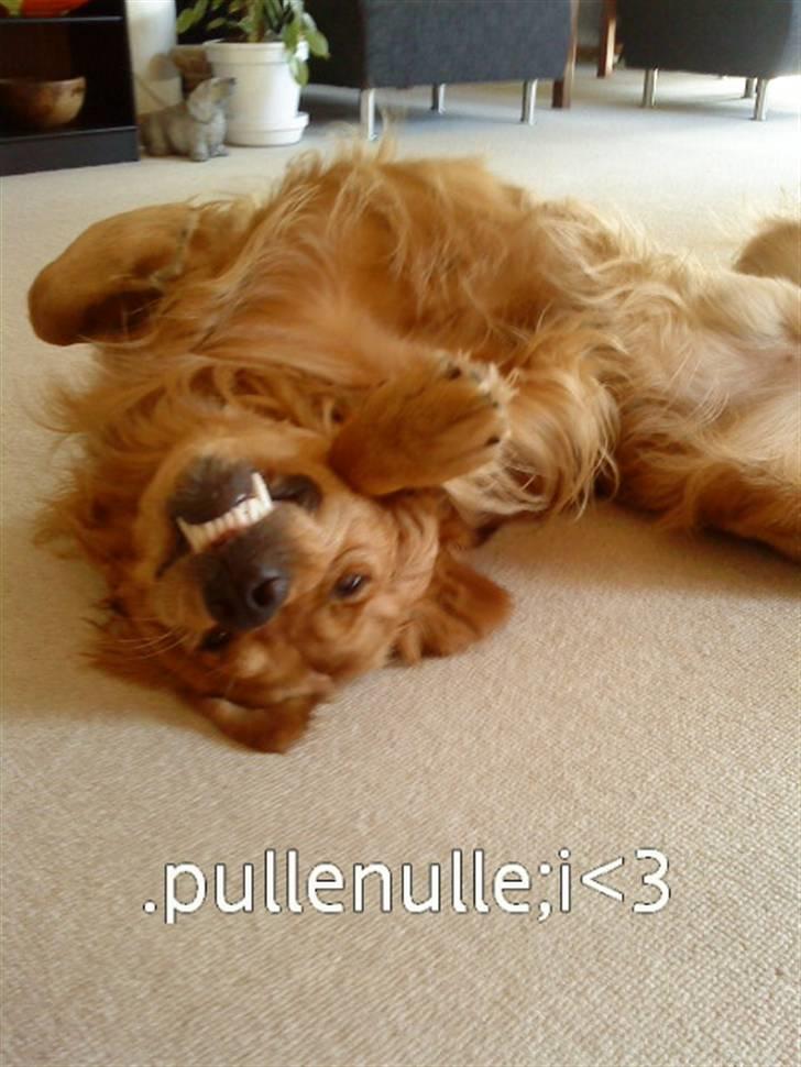 Golden retriever Luca - det er det jeg mener med skør? billede 4