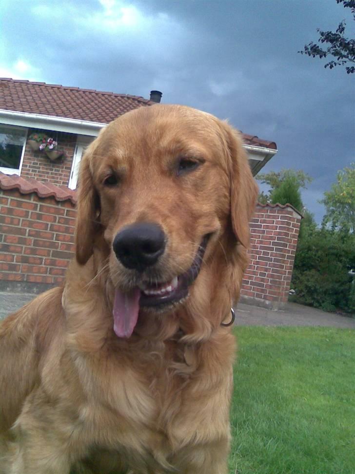 Golden retriever Luca - han ser lige lidt dum ud. billede 5