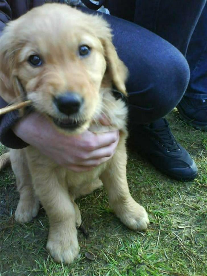 Golden retriever Luca - Luca som lille billede 6