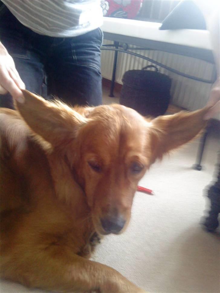 Golden retriever Luca billede 7