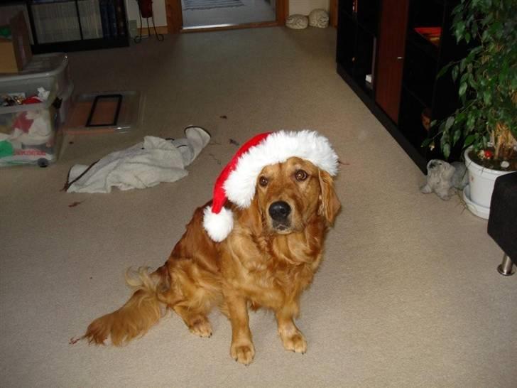 Golden retriever Luca - 1 december 2008 billede 8