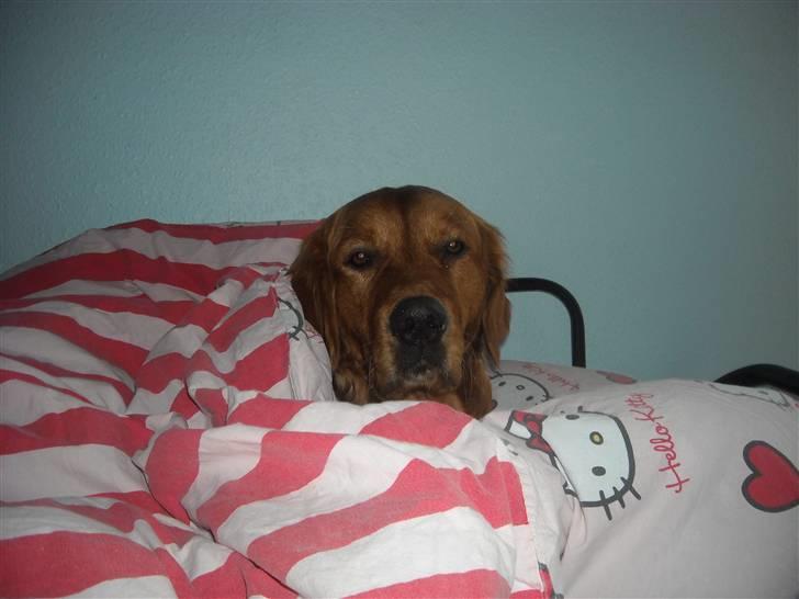 Golden retriever Luca billede 9