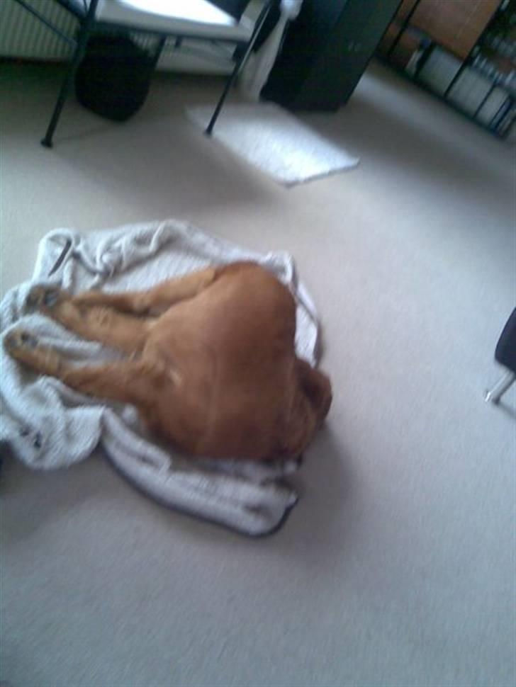 Golden retriever Luca - lagt sammen billede 10