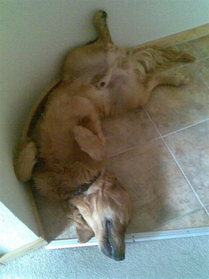 Golden retriever Luca billede 11