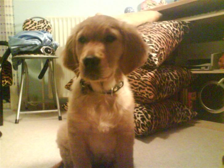 Golden retriever Luca - som lille billede 12