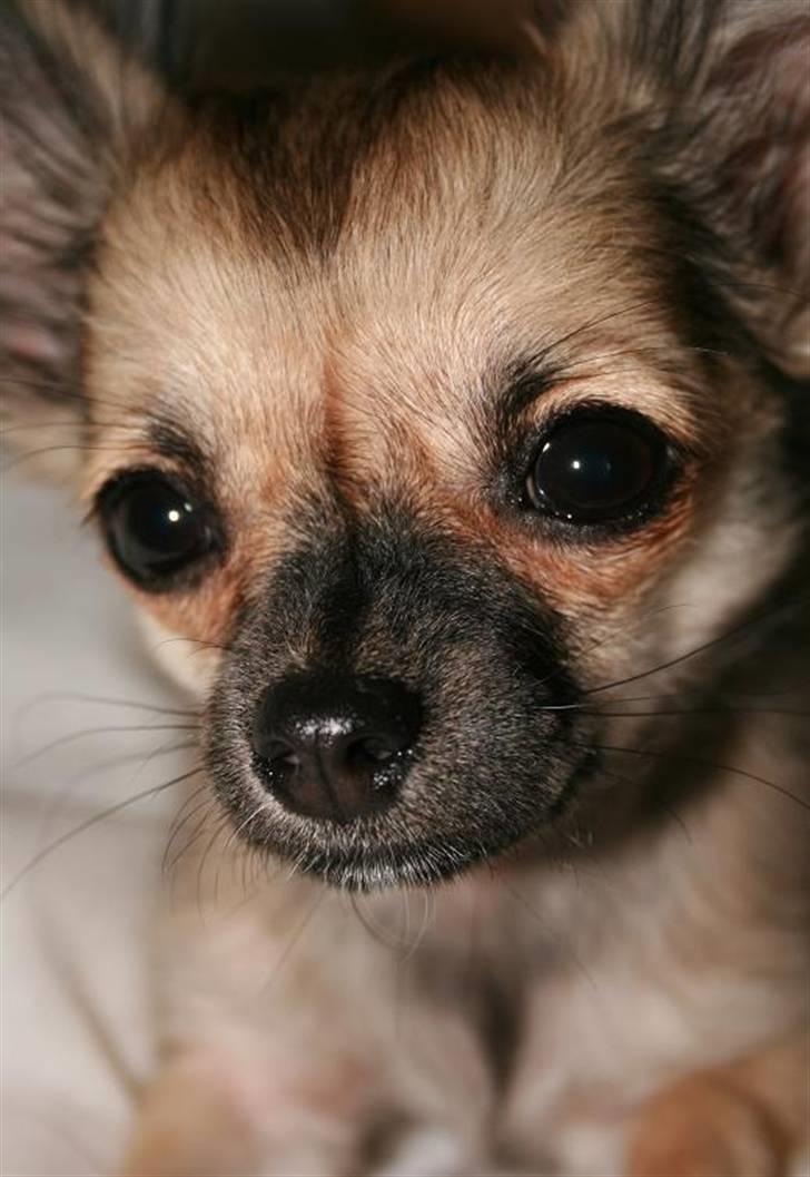 Chihuahua Chiva (Udstationeret) - Chiva som model d. 050809 billede 1