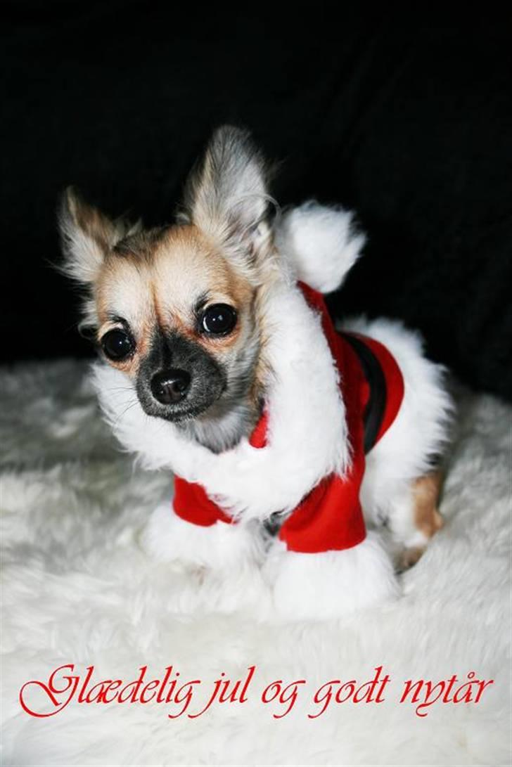 Chihuahua Chiva (Udstationeret) - Det endelige jule-kort 2009. -Elsker min lille putte! <3 billede 19