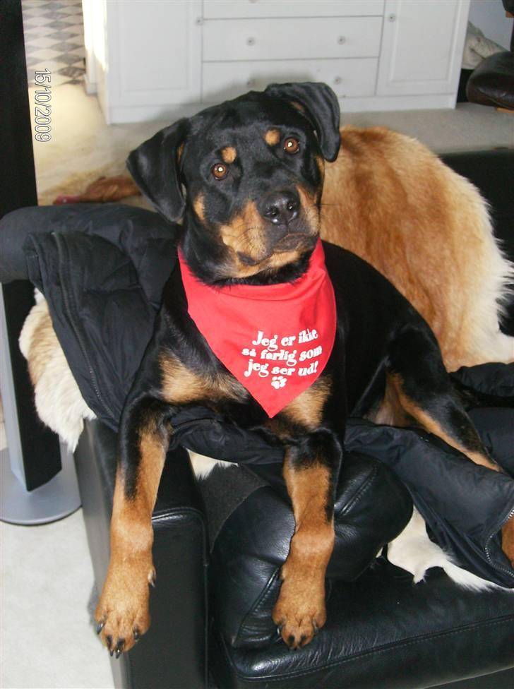 Rottweiler Freja billede 13