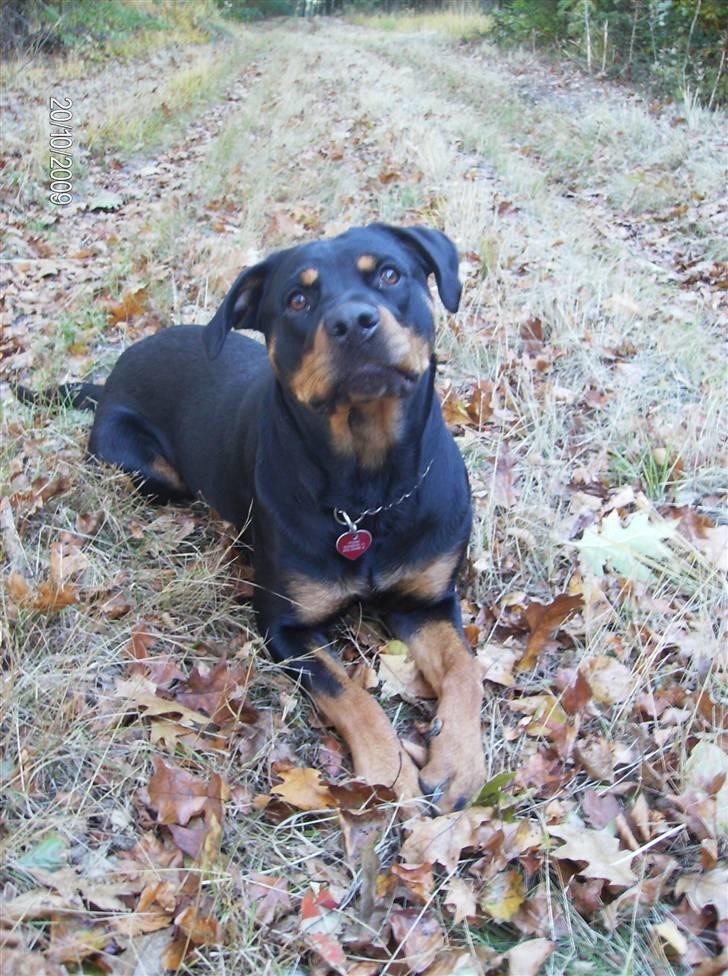 Rottweiler Freja billede 14