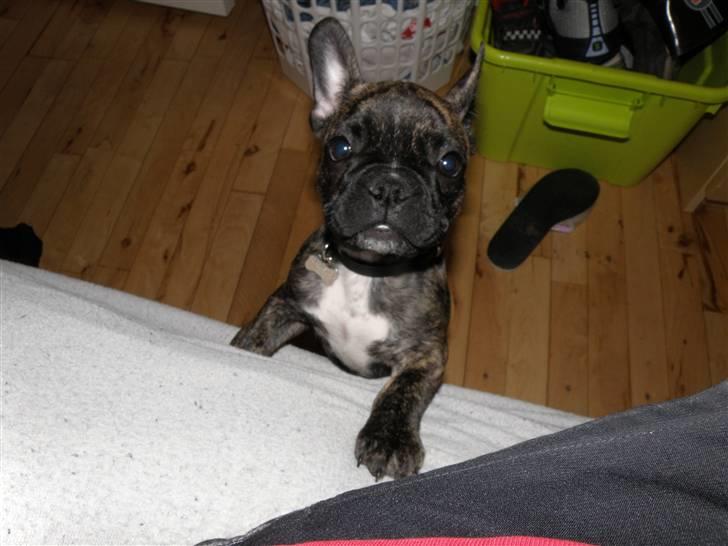 Fransk bulldog ***Pumba*** billede 15