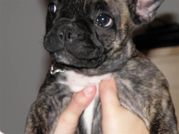 Fransk bulldog ***Pumba*** billede 16