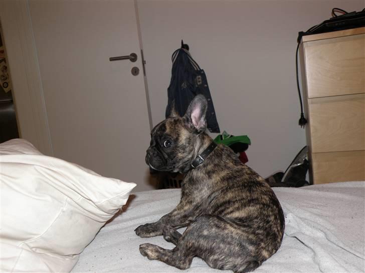 Fransk bulldog ***Pumba*** billede 17