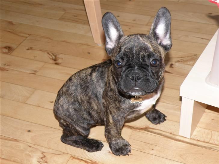 Fransk bulldog ***Pumba*** billede 18