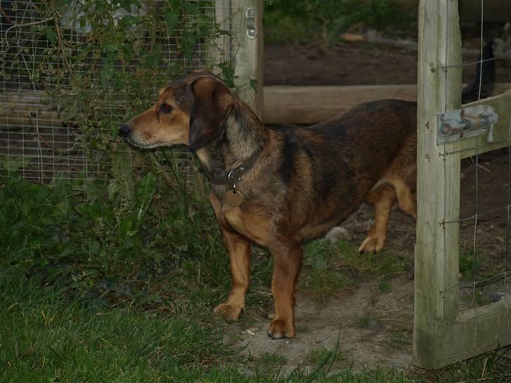 Blanding af racer Lady - nu kommer jeg  billede 7