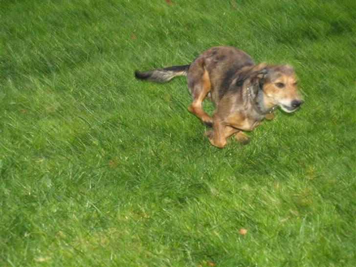 Blanding af racer Lady - fart over feltet billede 8